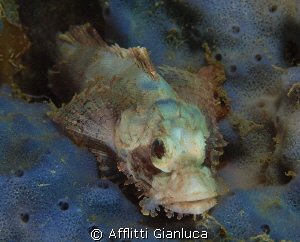scorpion fish counter by Afflitti Gianluca 